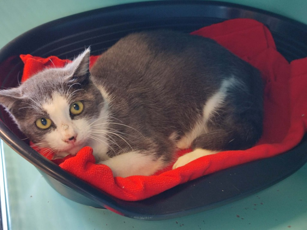 Photo #2 de Maunaloa