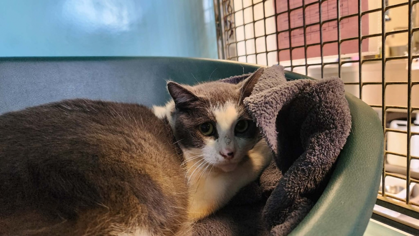 Photo #3 de Maunaloa