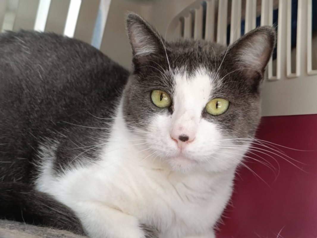 Maunaloa - Chat Européen à adopter