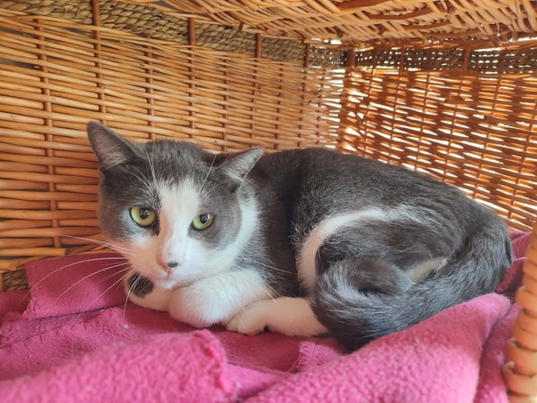 Maunaloa - Chat Européen à adopter - photo 2