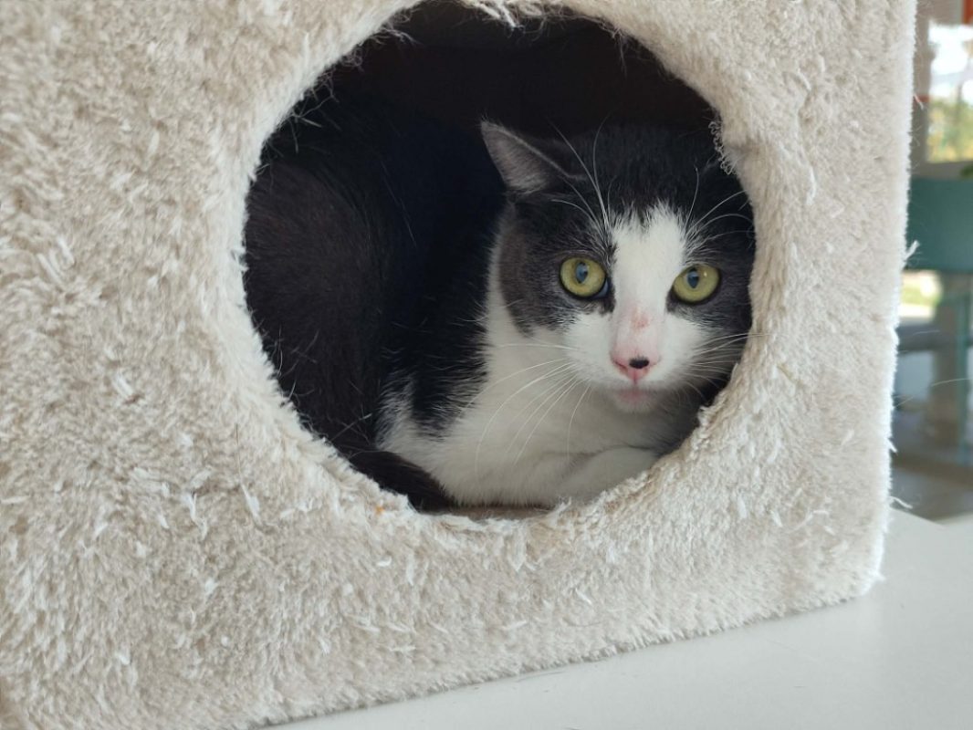 Maunaloa - Chat Européen à adopter - photo 3