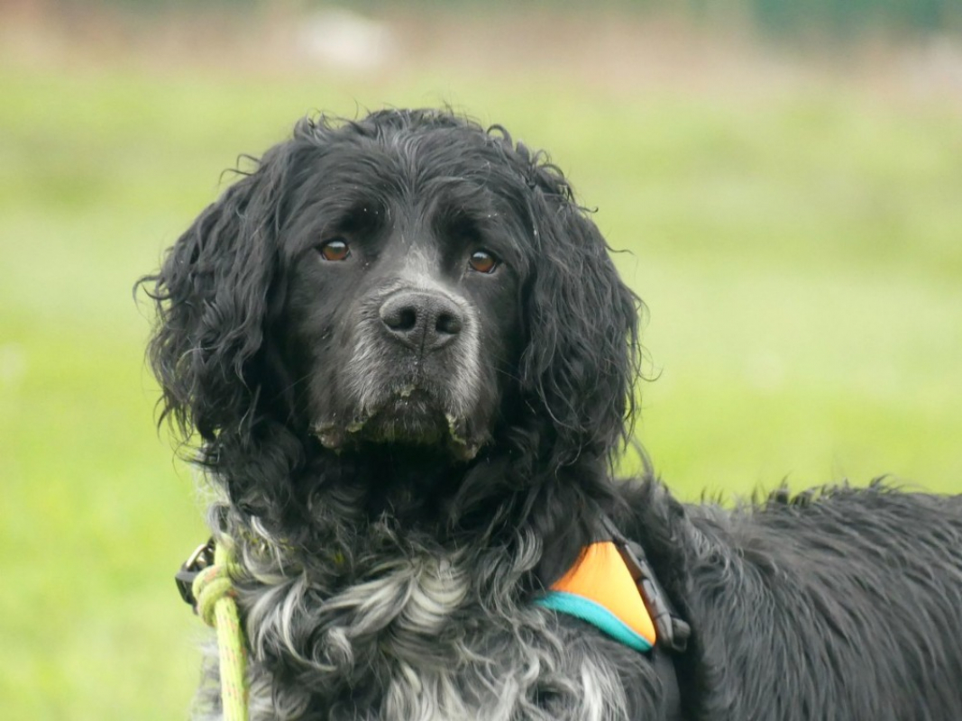 Photo #2 de Berlioz