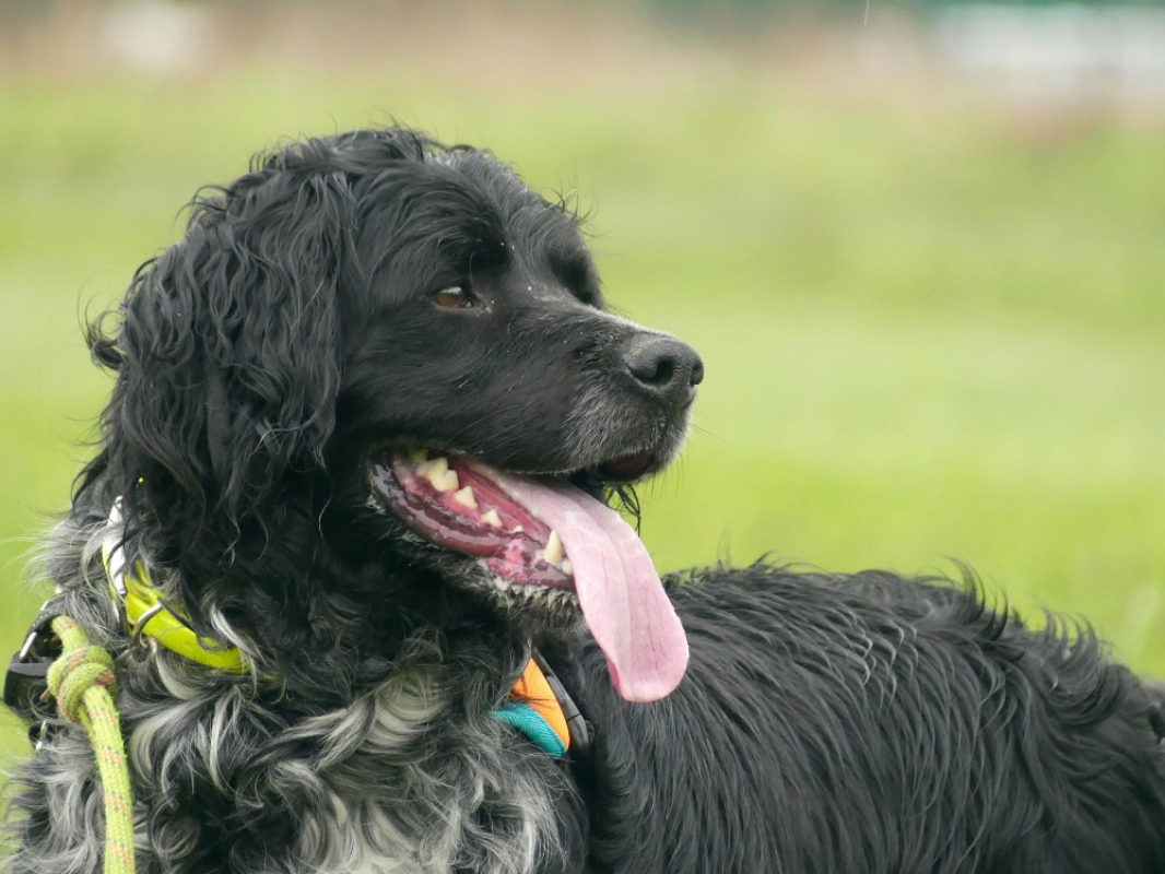 Photo #3 de Berlioz