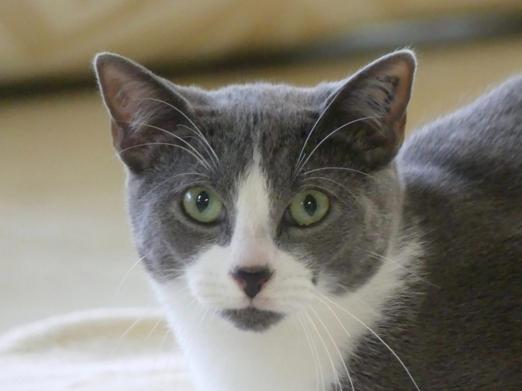 Oreo - Chat Européen à adopter