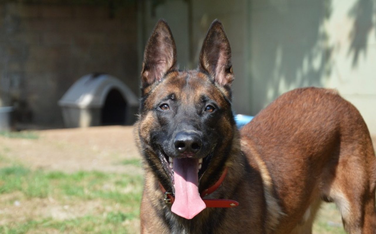 Shadow Malinois Shadow - Berger Belge Malinois à adopter à Chamarande (91) - Animaux.fr