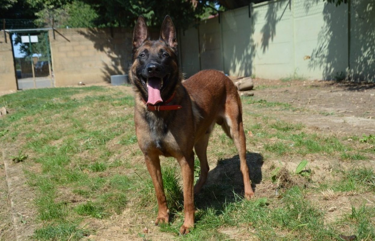 Shadow Malinois Shadow - Berger Belge Malinois à adopter à Chamarande (91) - Animaux.fr