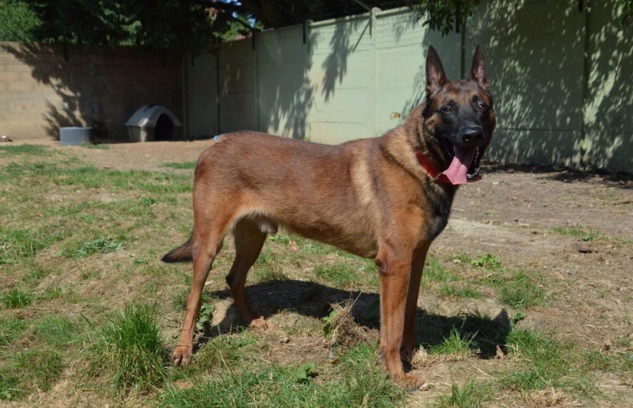 Shadow Malinois Shadow - Berger Belge Malinois à adopter à Chamarande (91) - Animaux.fr