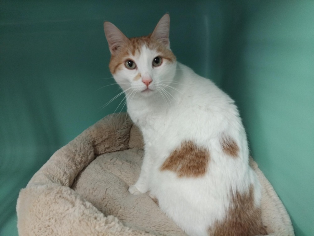 Photo #1 de Chamalau