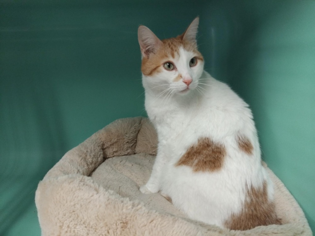 Photo #2 de Chamalau