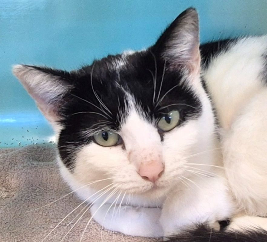 Sofia - Chat Européen à adopter