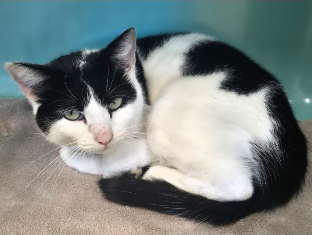 Sofia - Chat Européen à adopter - photo 2