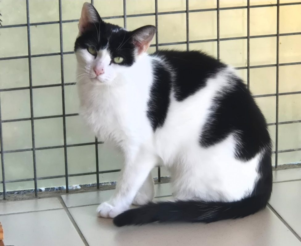 Sofia - Chat Européen à adopter - photo 2