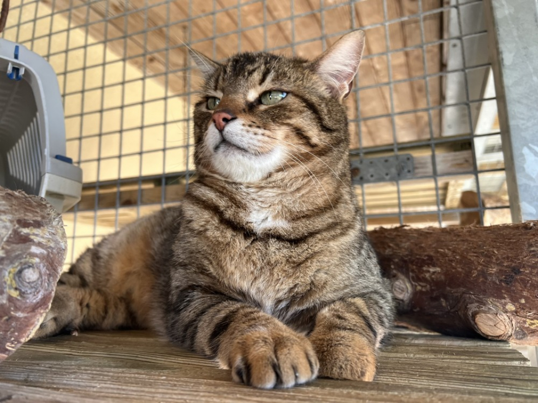 Photo #1 de Bouboule