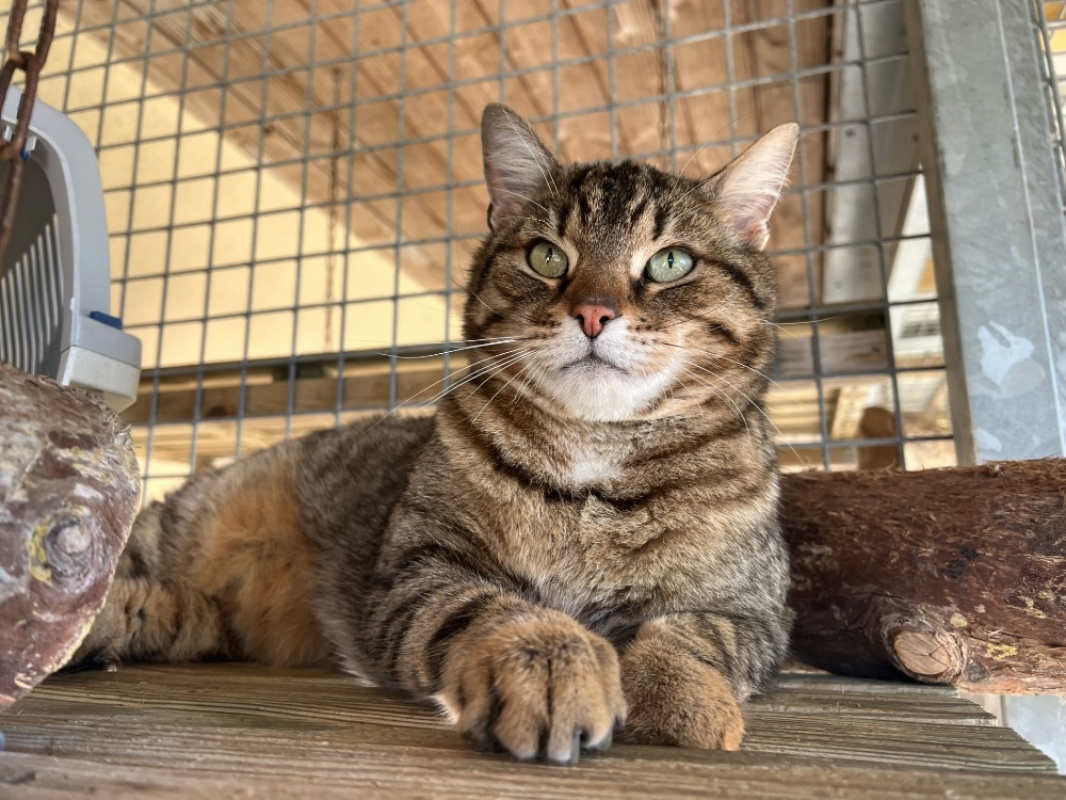 Photo #2 de Bouboule