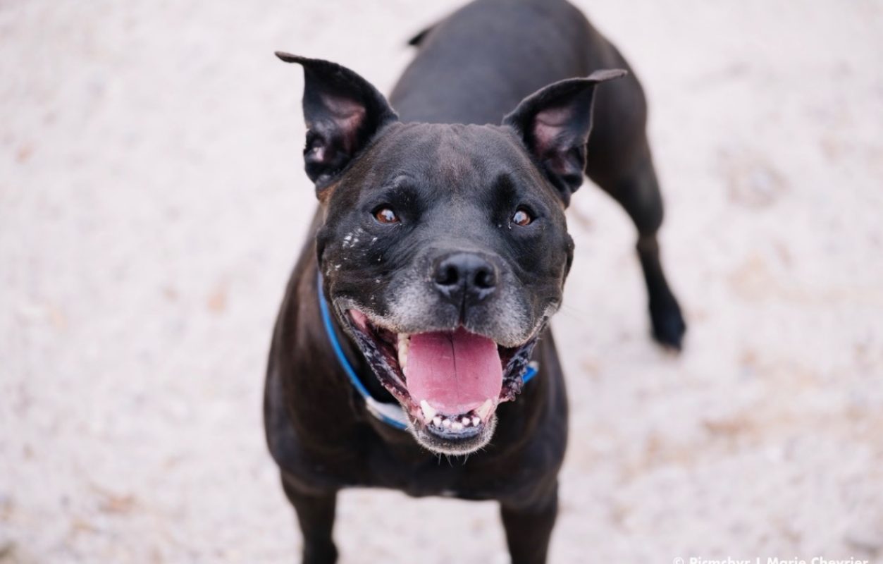 Django - Chien à adopter