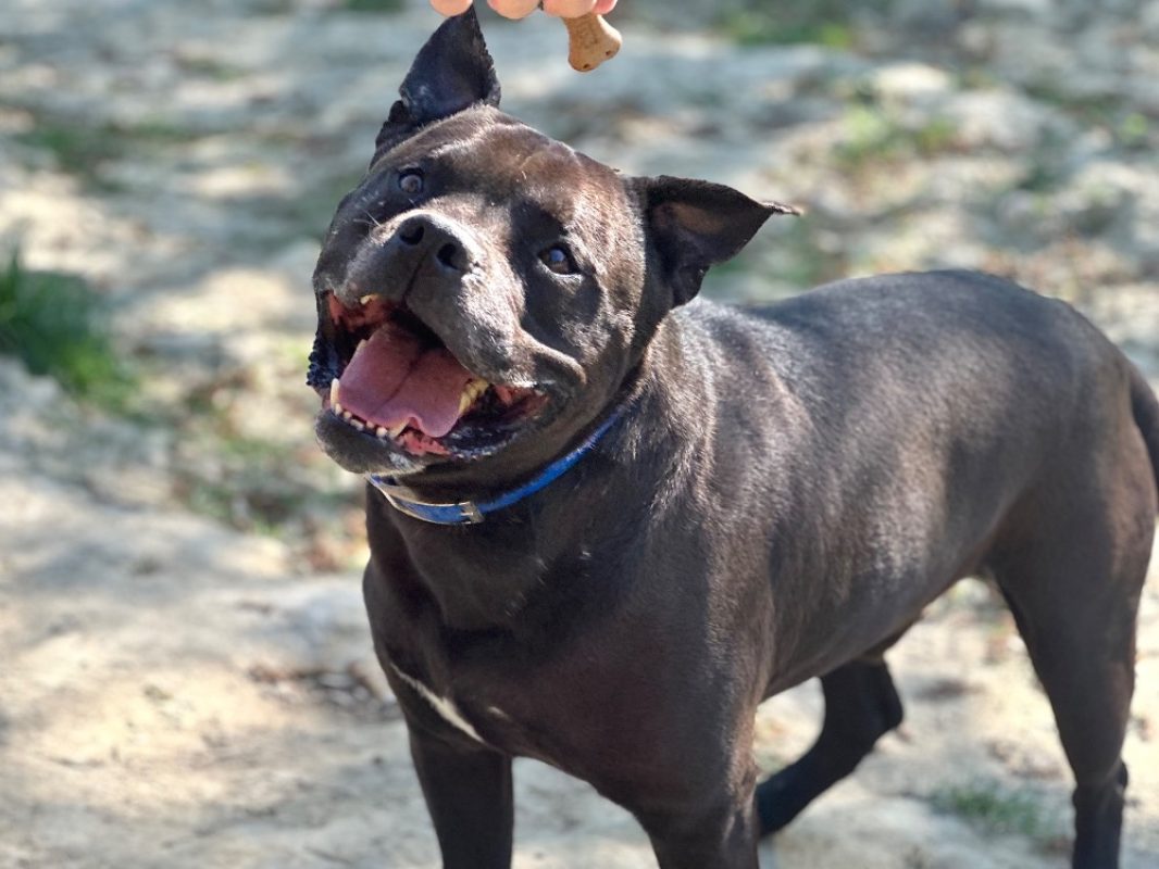 Django - Chien à adopter - photo 2