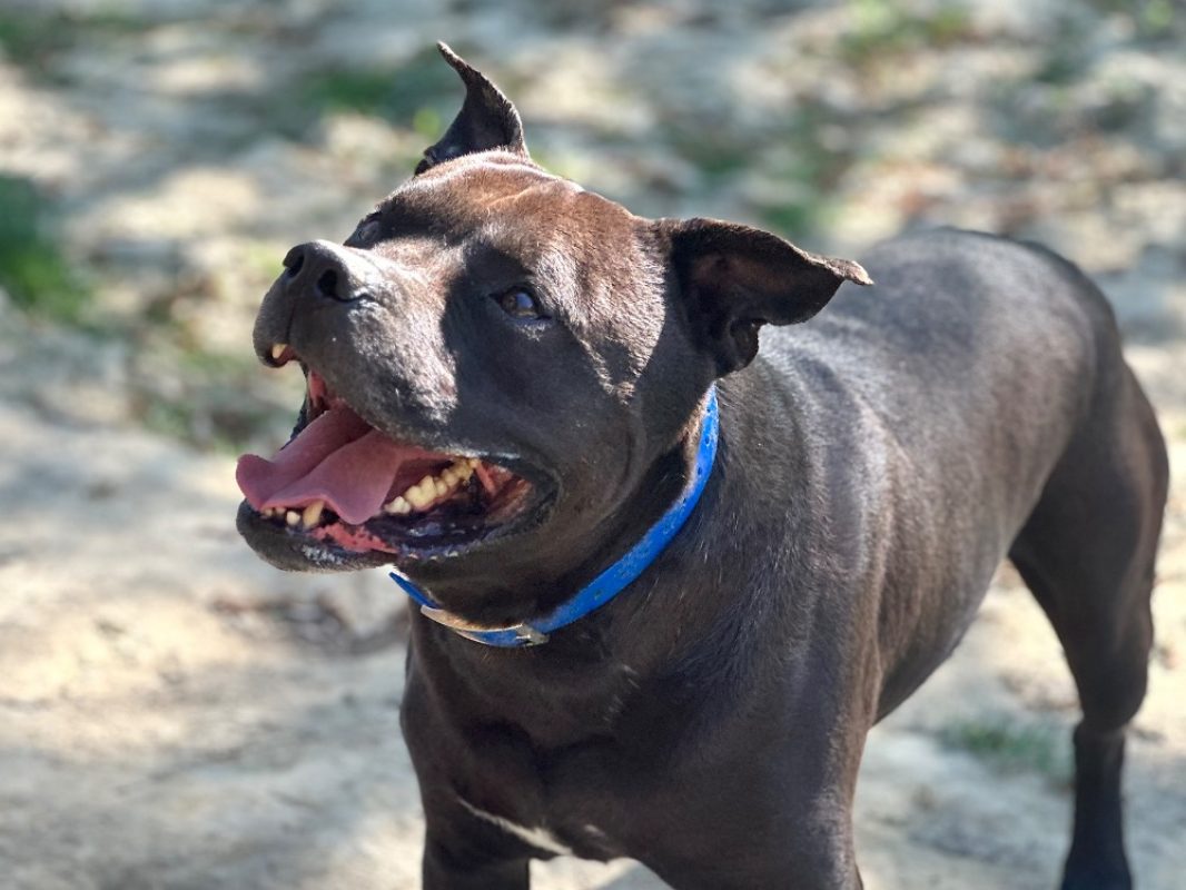 Django - Chien à adopter - photo 3