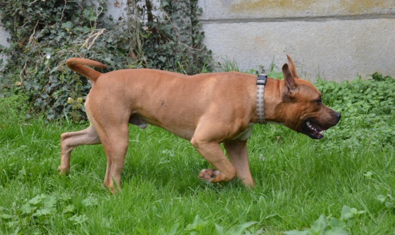 Photo #3 de Achir chao