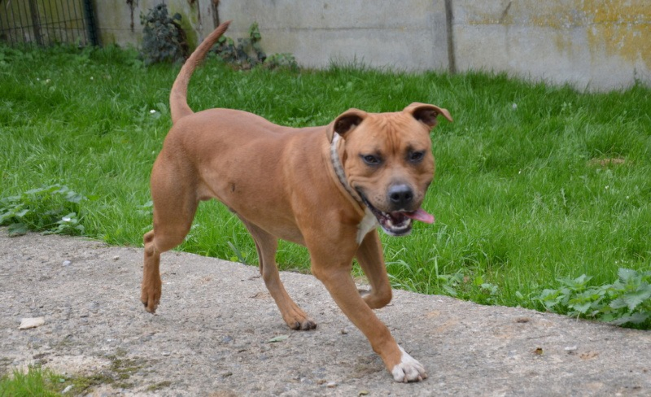 Photo #5 de Achir chao