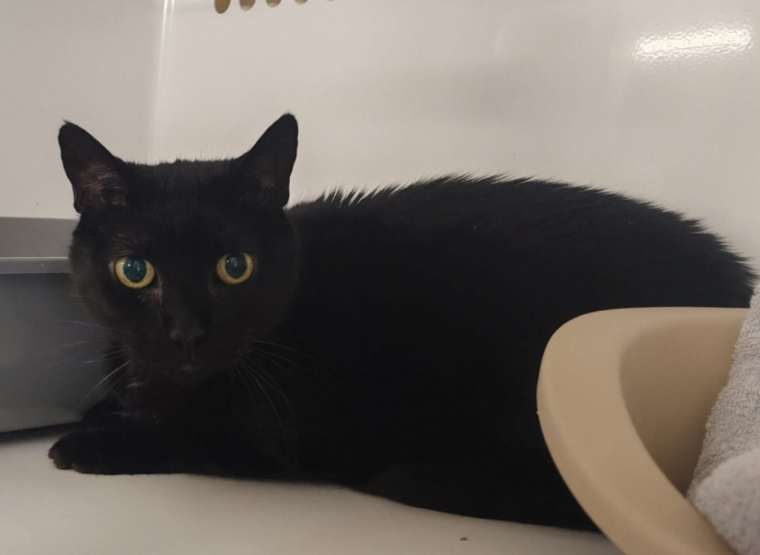 Photo de Minou kevin