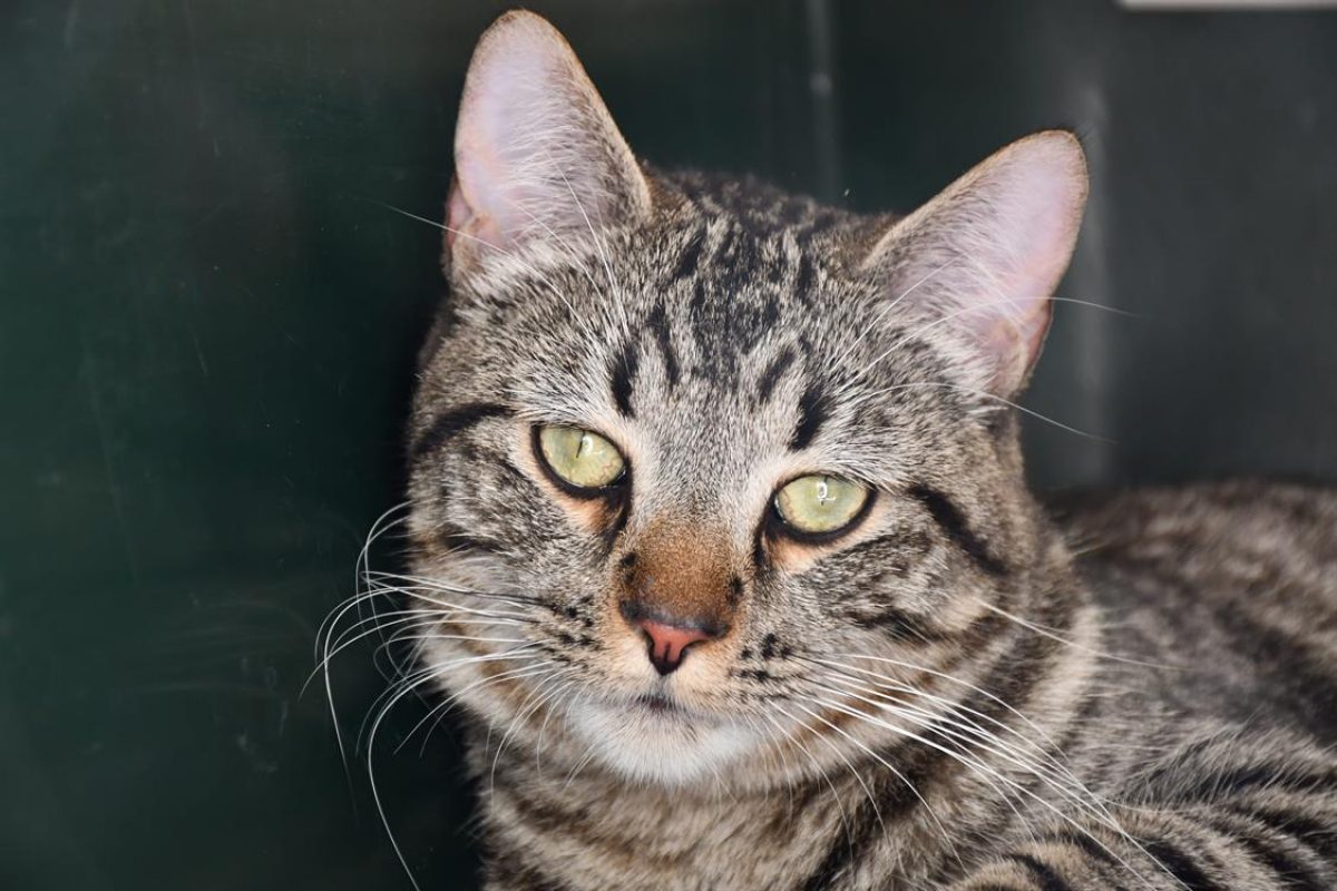 Pupuce - Européen à adopter à Perpignan (66) - Animaux.fr