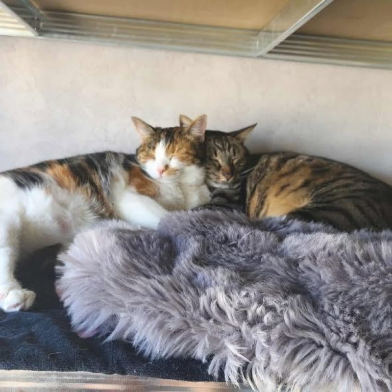 Photo #2 de Chonchon et Umpala