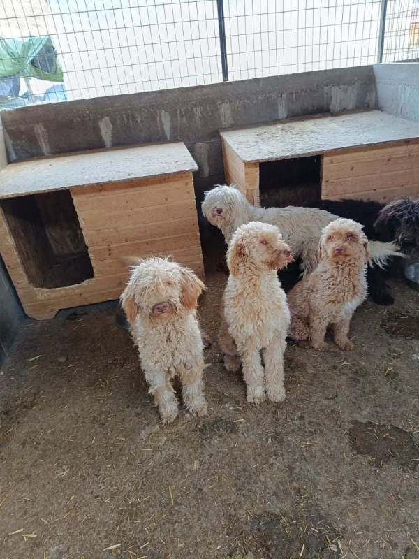 Photo #2 de PATACHOU