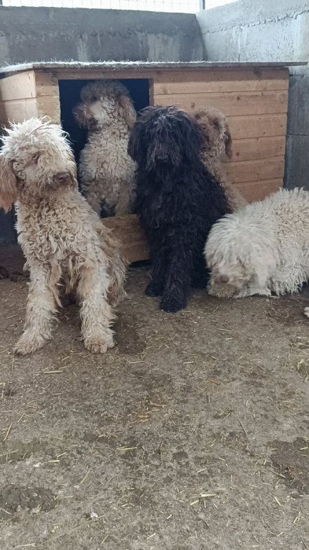 Photo #3 de PATACHOU