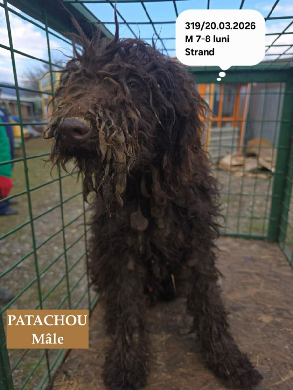 Photo #4 de PATACHOU