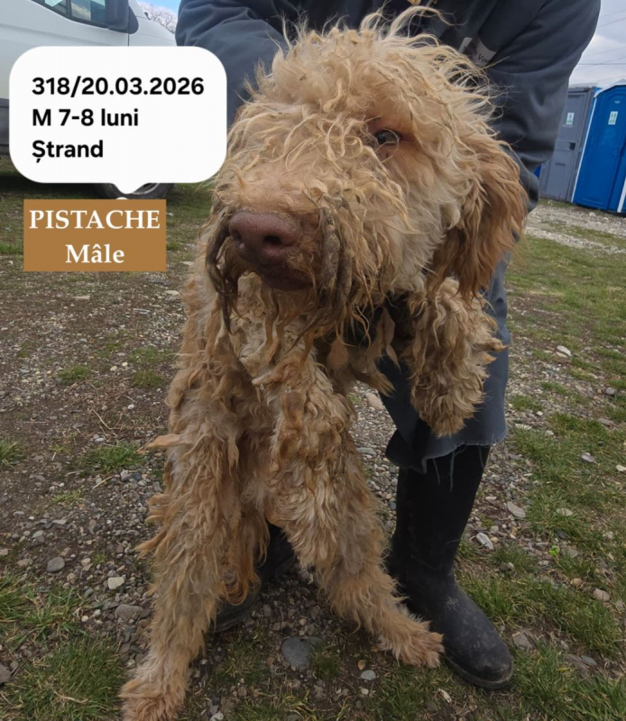 Photo #1 de PISTACHE