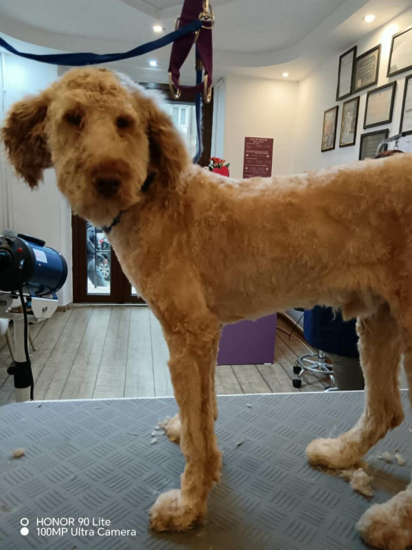 Photo #2 de PISTACHE