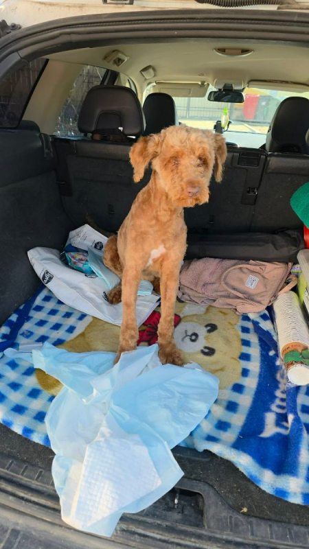 Photo #4 de PISTACHE