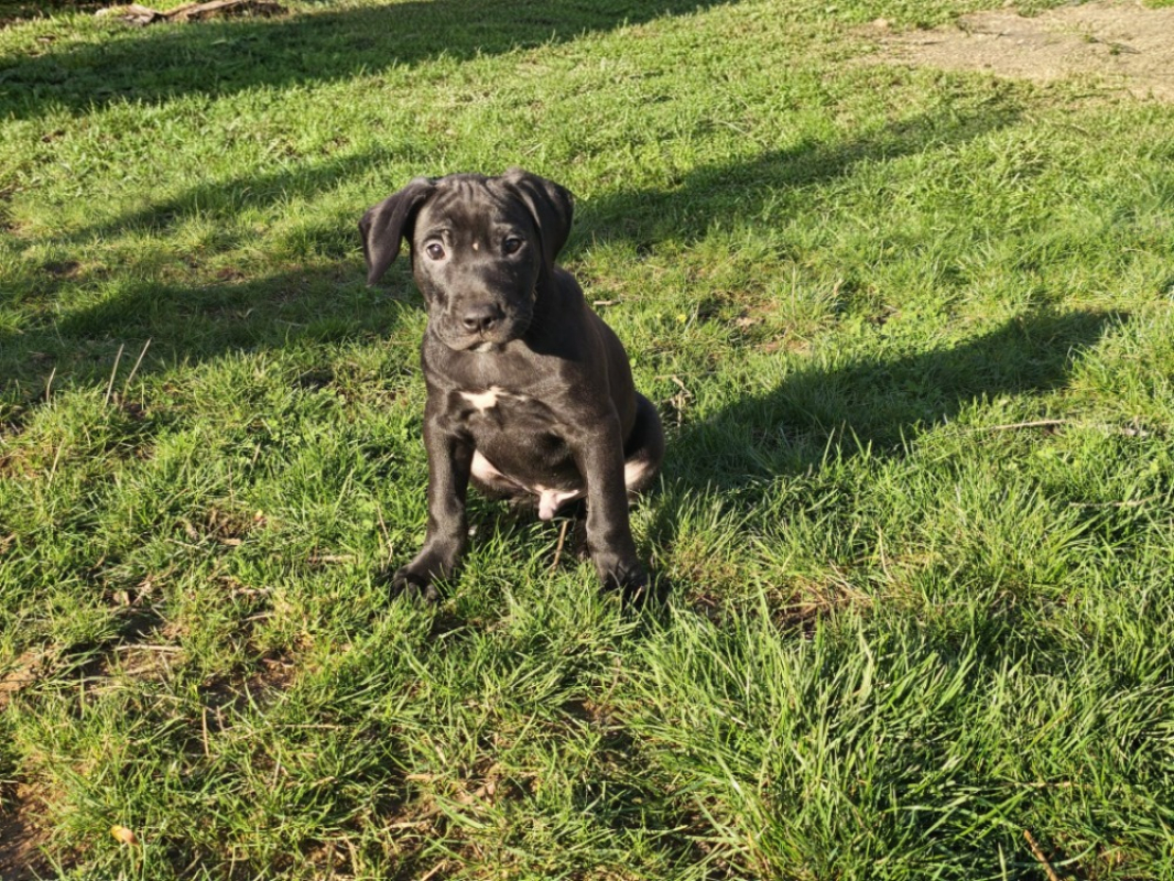 Photo #1 de Onyx ex faelan