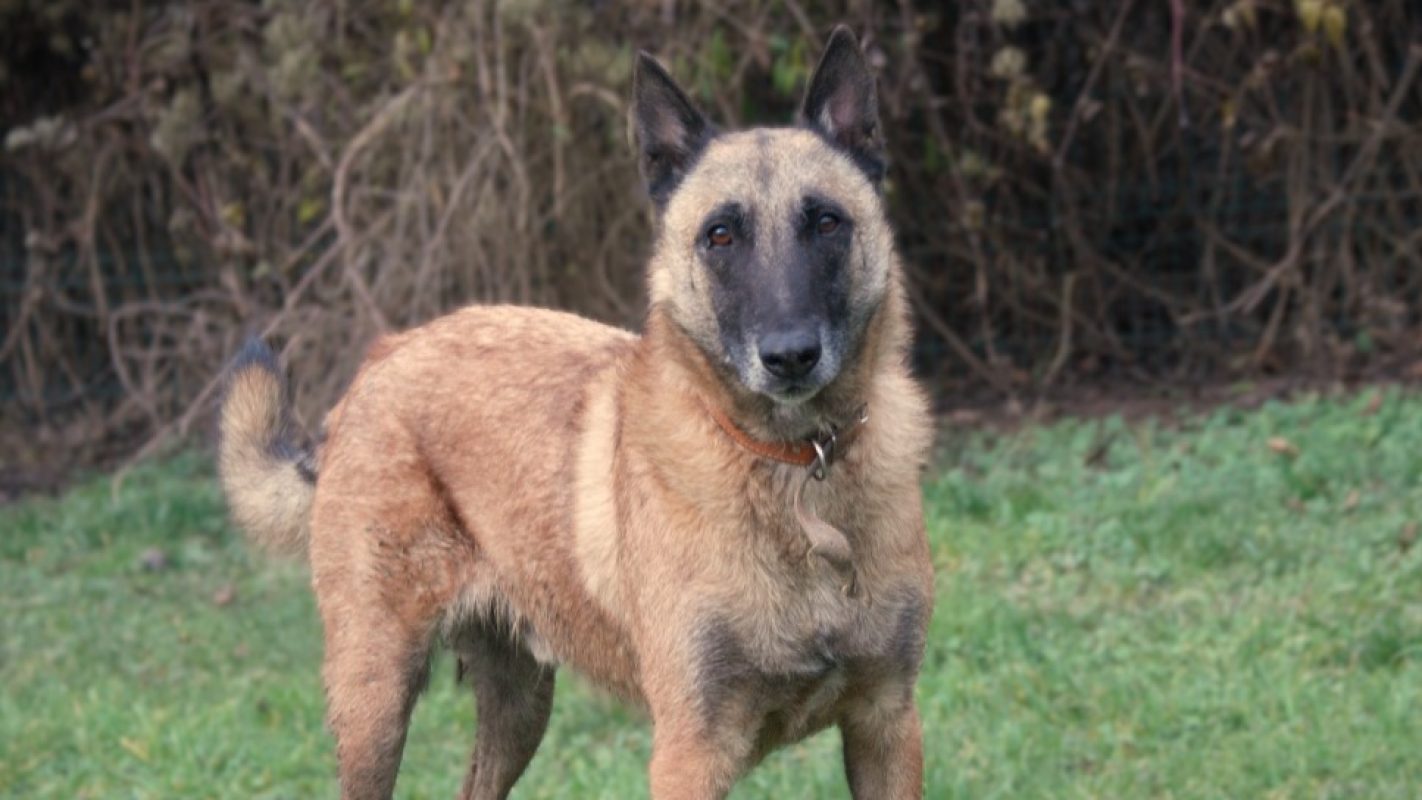Soham - Chien Berger Belge Malinois à adopter