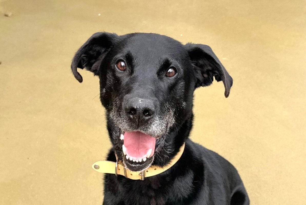 Joe - Chien à adopter
