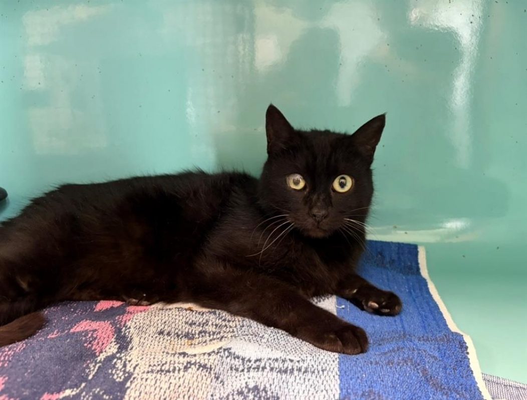 Princesse - Chat Européen à adopter