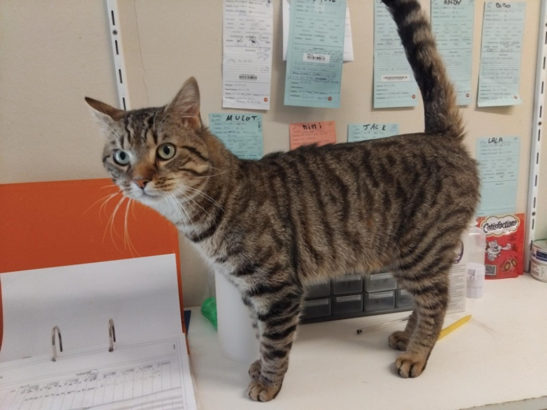 Photo #1 de Shakespeare