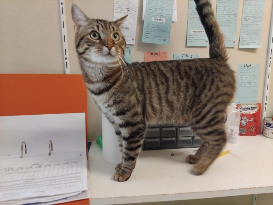 Photo #2 de Shakespeare