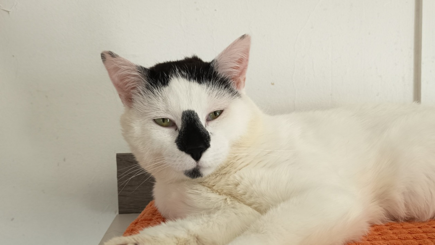 Photo #2 de Bandit