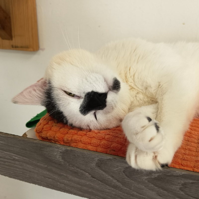 Photo #3 de Bandit