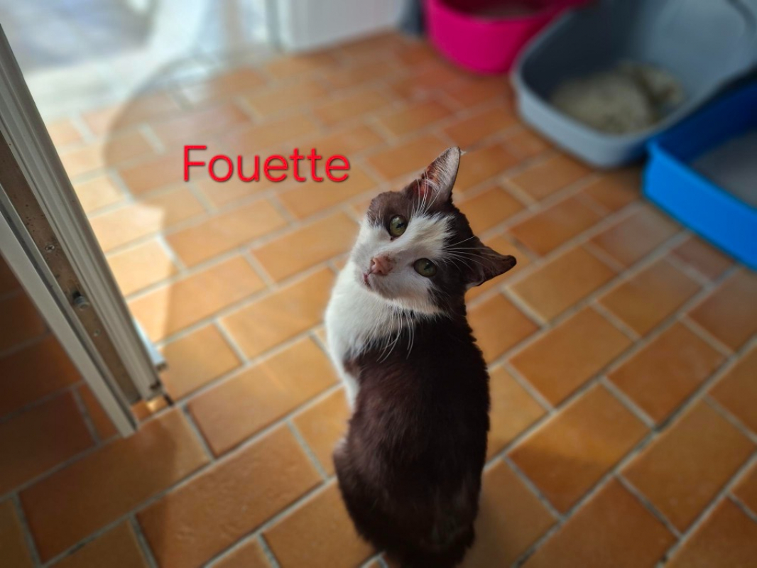 Photo #1 de Fouette