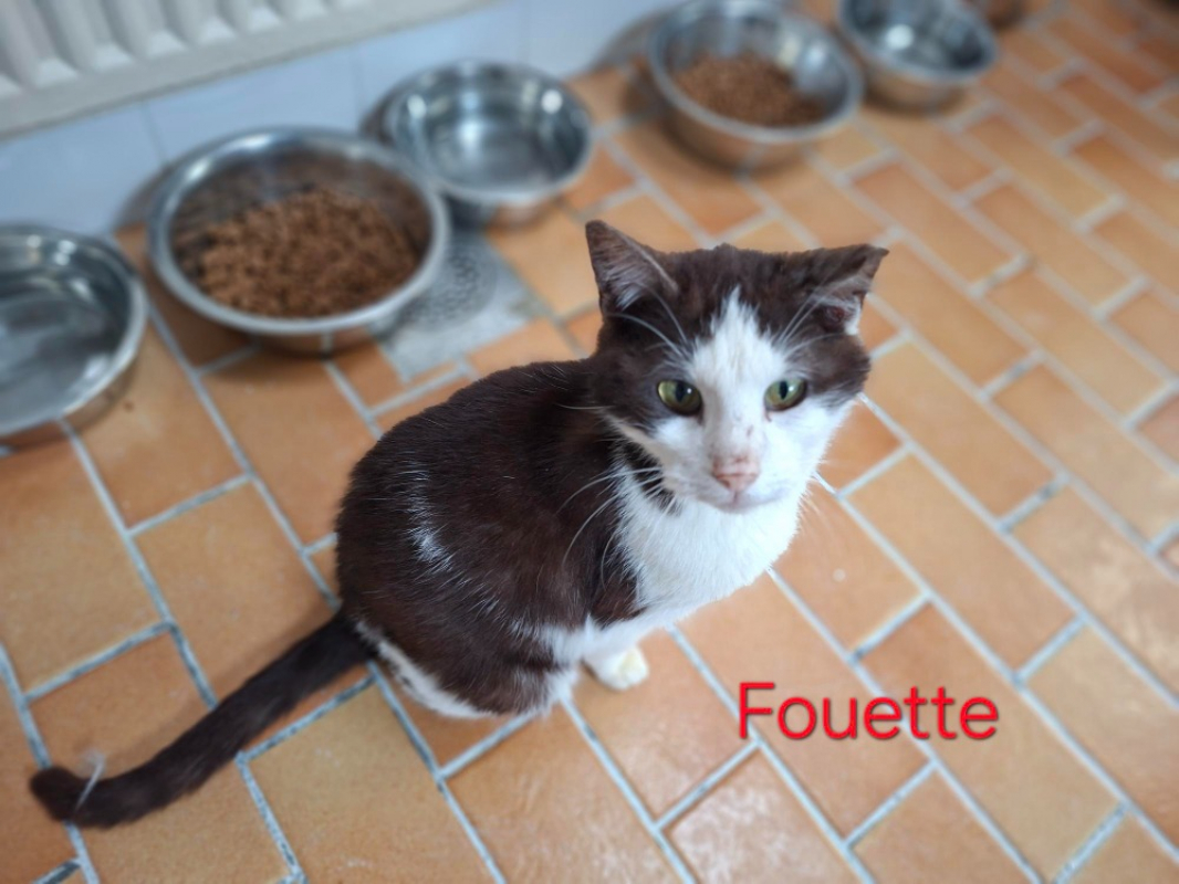 Photo #2 de Fouette