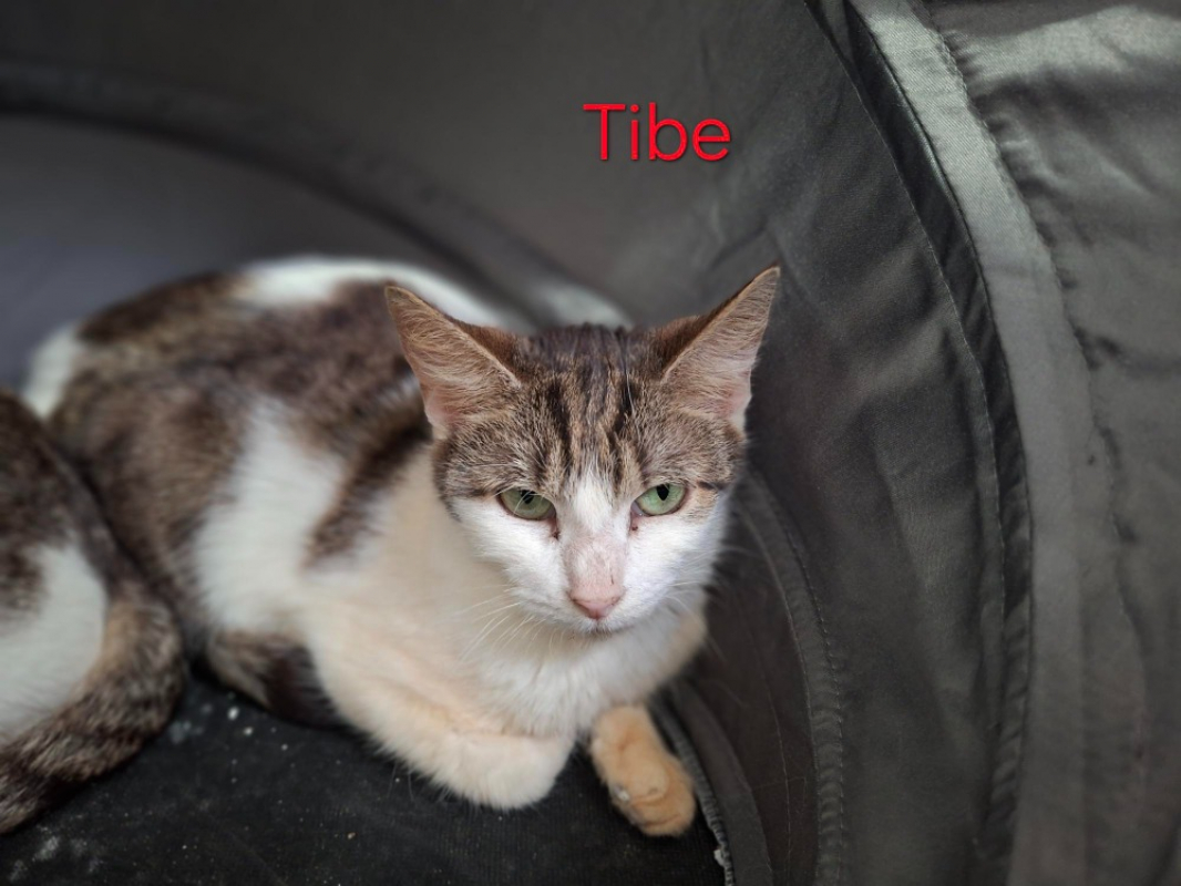 Photo de Tibe