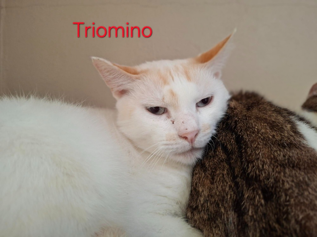Photo de Triomino