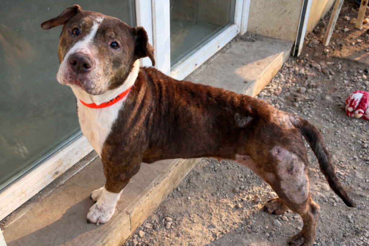 Photo #1 de Ana ex nala