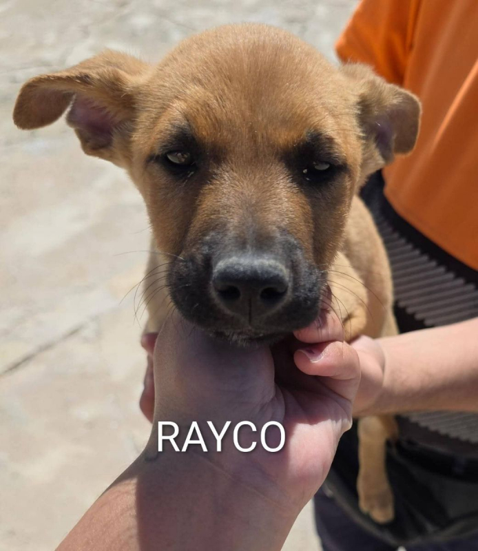 Photo #1 de Rayco