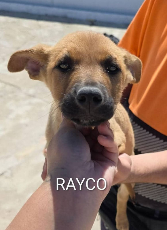 Photo #5 de Rayco
