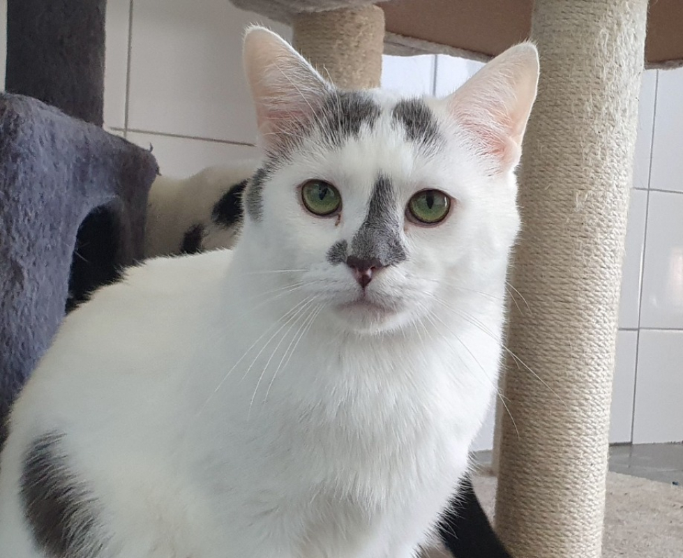 Photo #1 de Wetas cha d