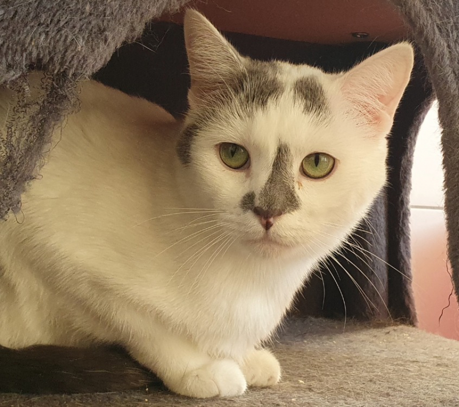 Photo #2 de Wetas cha d