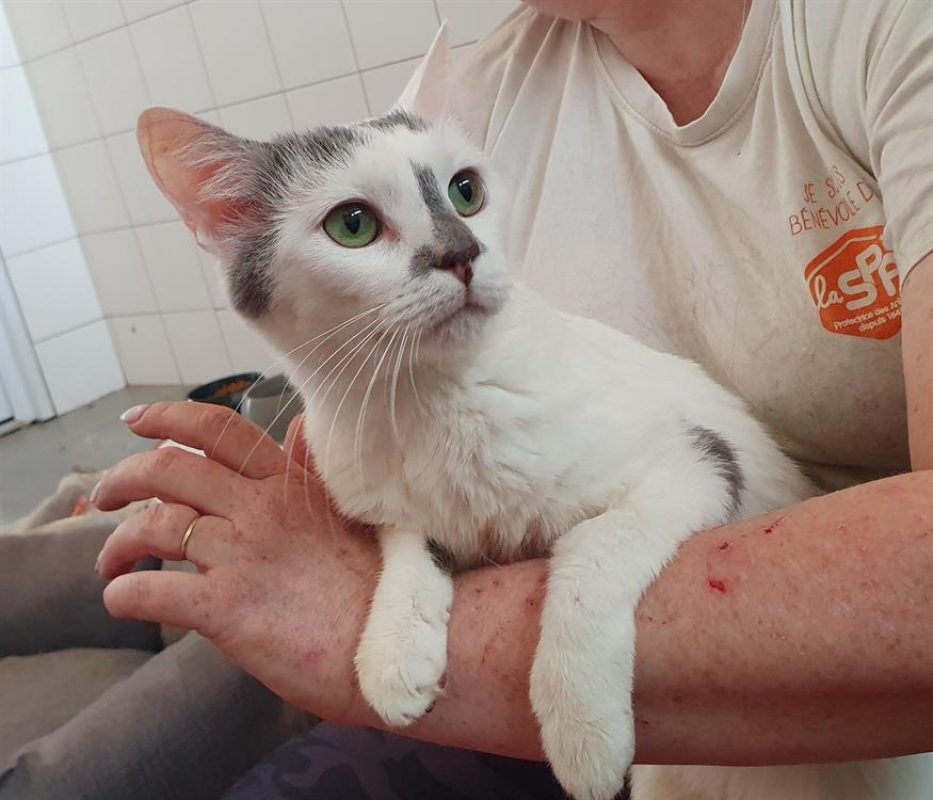 Photo #3 de Wetas cha d